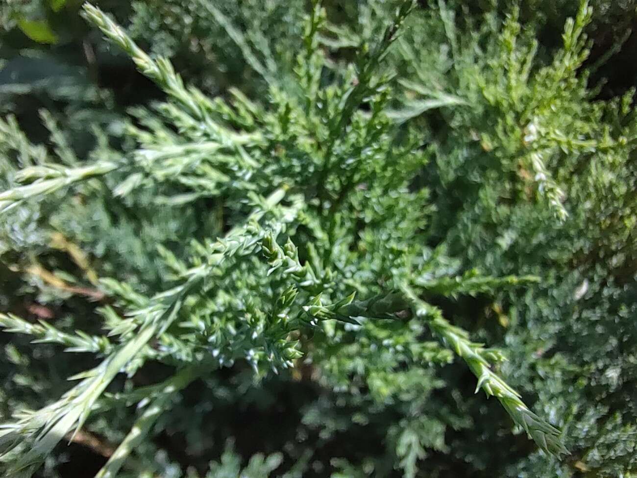 Test RedMagic 5G. Bestia ze 144 Hz ekranem chłodzona wentylatorem