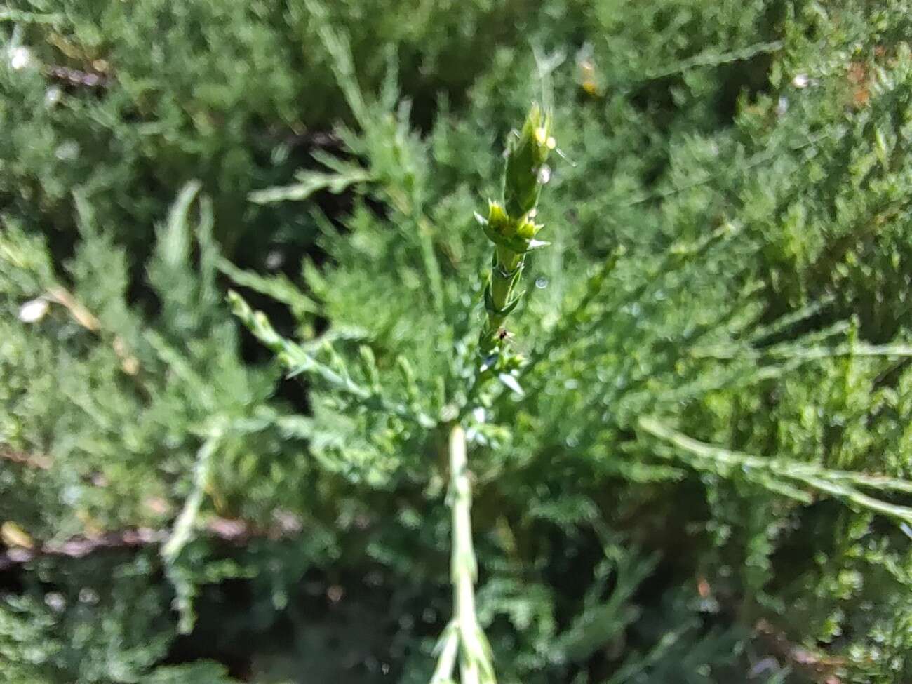 Test RedMagic 5G. Bestia ze 144 Hz ekranem chłodzona wentylatorem