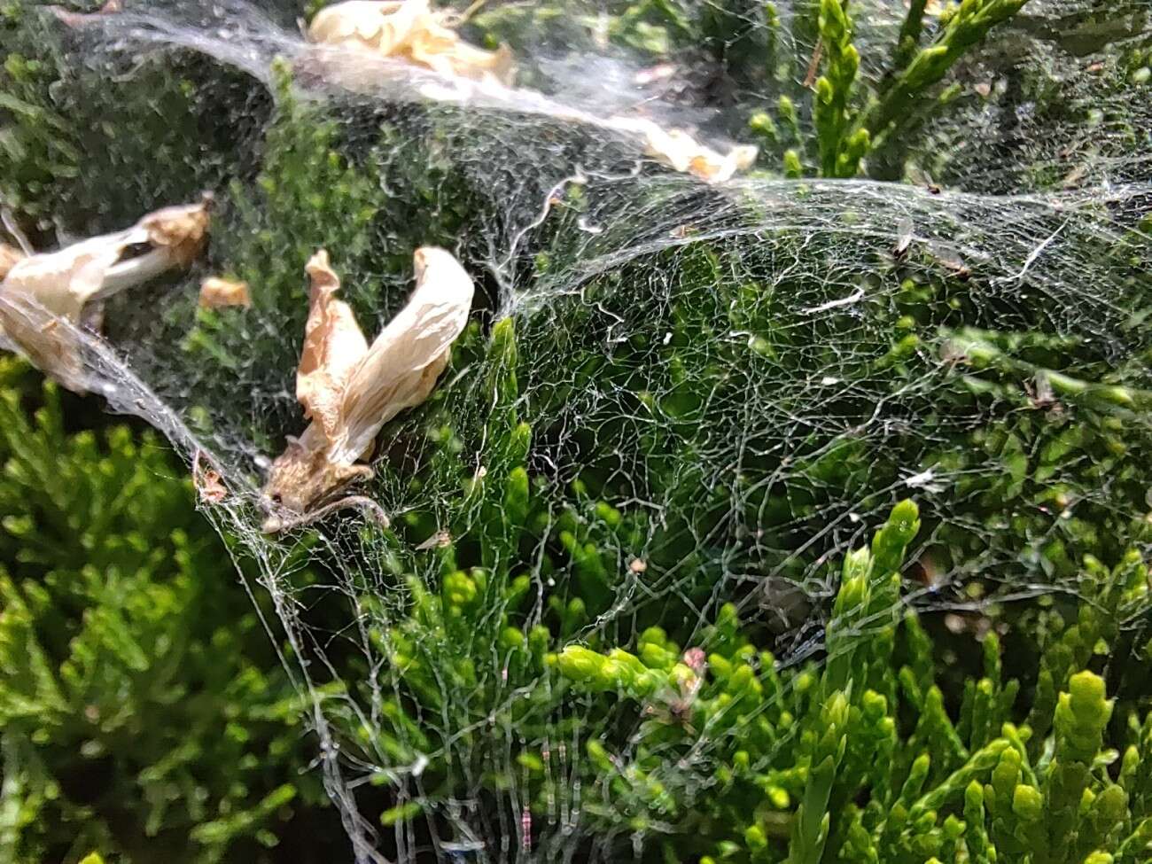 Test RedMagic 5G. Bestia ze 144 Hz ekranem chłodzona wentylatorem