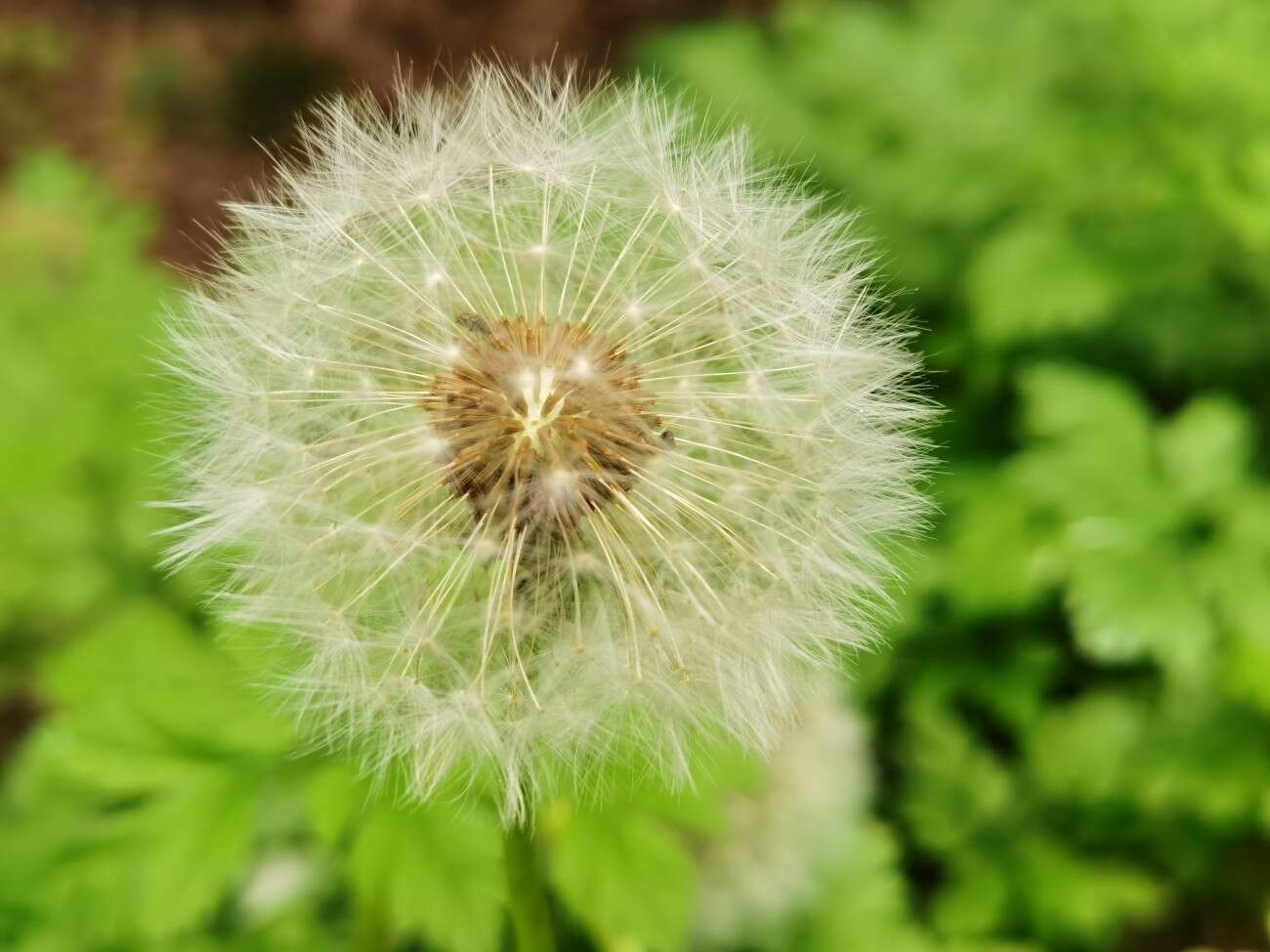 Recenzja Huawei P40 Pro+, czyli jak poprawić najlepszy aparat na rynku