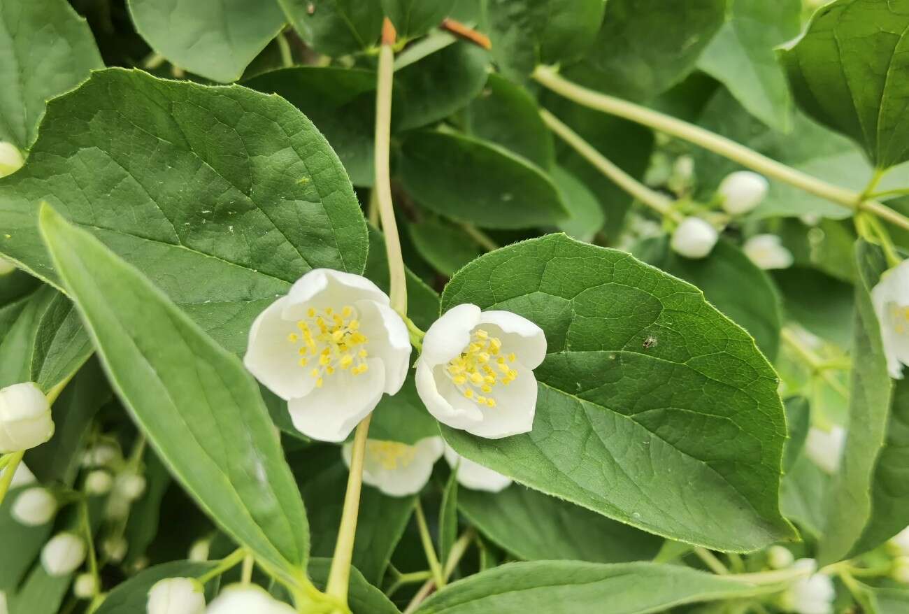 Recenzja Huawei P40 Pro+, czyli jak poprawić najlepszy aparat na rynku