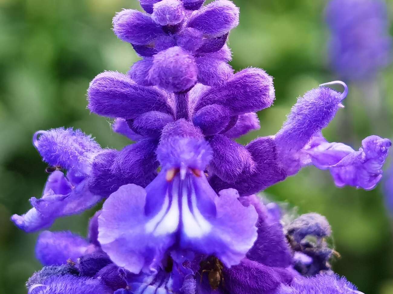 Recenzja Huawei P40 Pro+, czyli jak poprawić najlepszy aparat na rynku