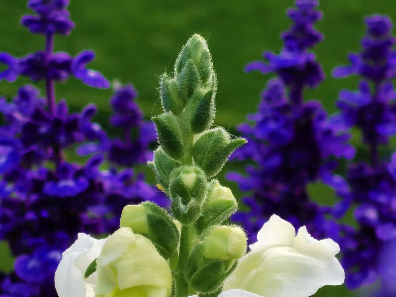 Recenzja Huawei P40 Pro+, czyli jak poprawić najlepszy aparat na rynku