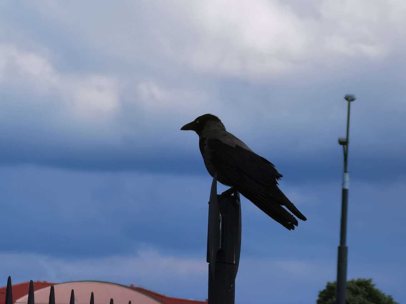 Recenzja Huawei P40 Pro+, czyli jak poprawić najlepszy aparat na rynku