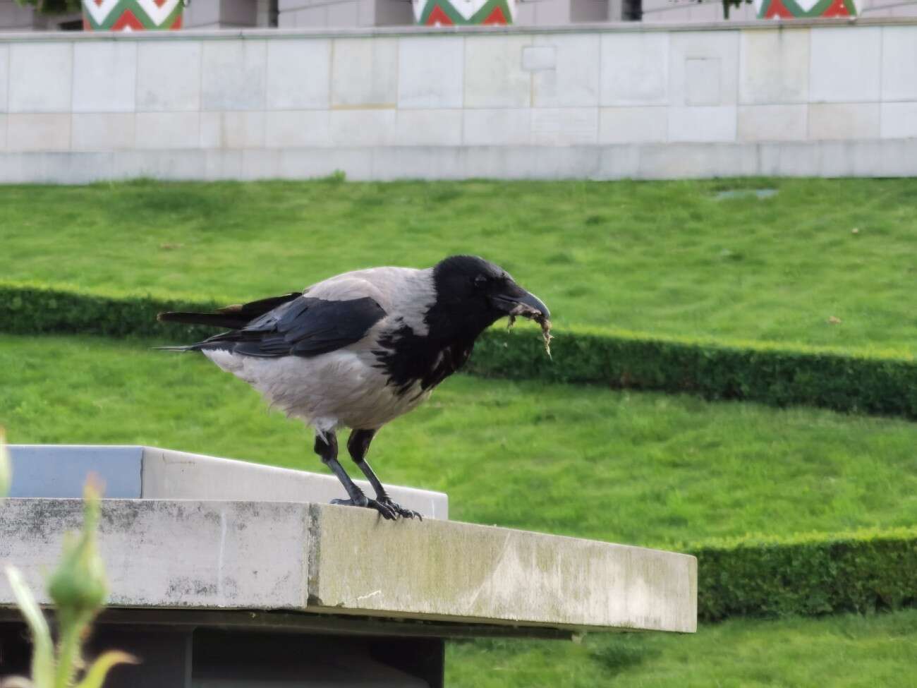 Recenzja Huawei P40 Pro+, czyli jak poprawić najlepszy aparat na rynku