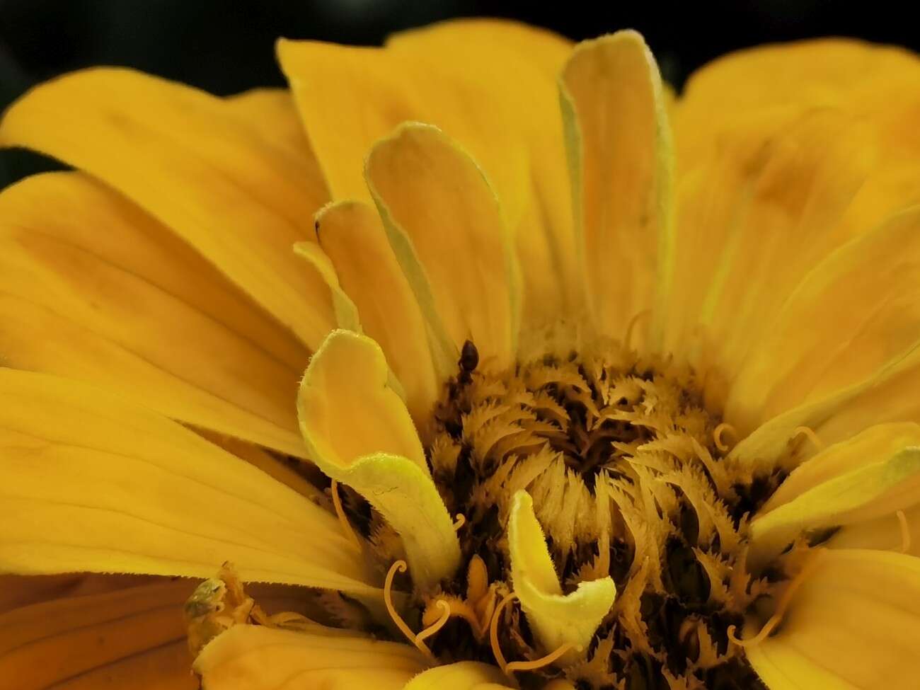 Recenzja Huawei P40 Pro+, czyli jak poprawić najlepszy aparat na rynku