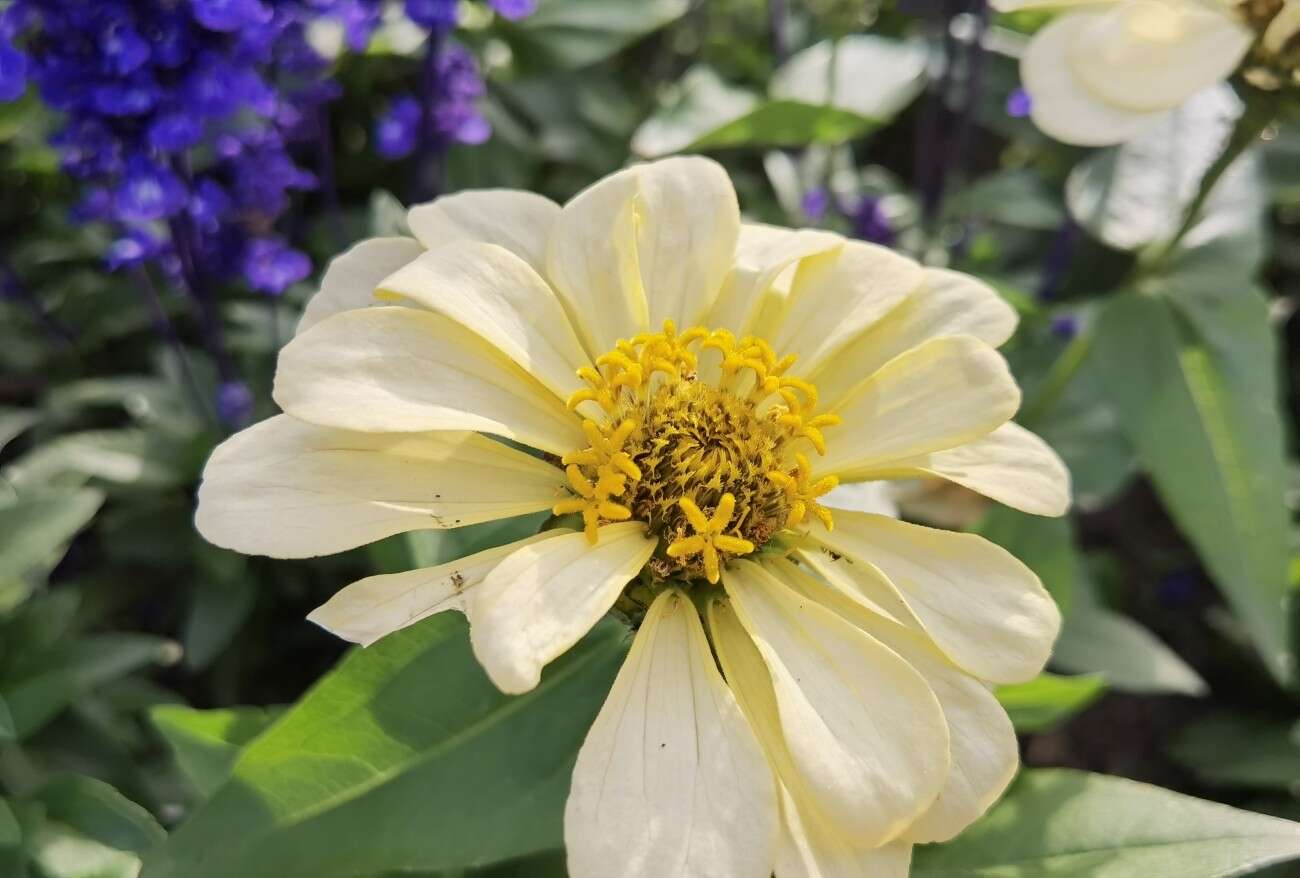 Recenzja Huawei P40 Pro+, czyli jak poprawić najlepszy aparat na rynku