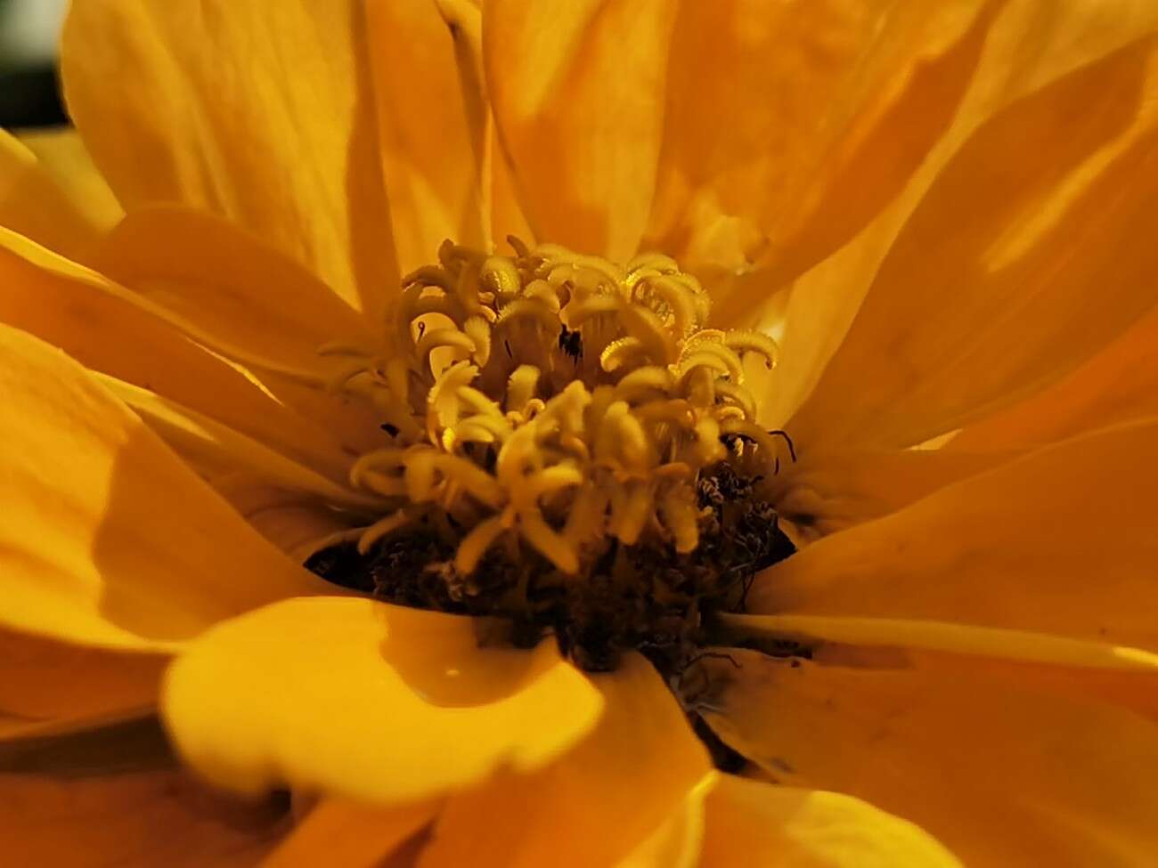 Recenzja Huawei P40 Pro+, czyli jak poprawić najlepszy aparat na rynku