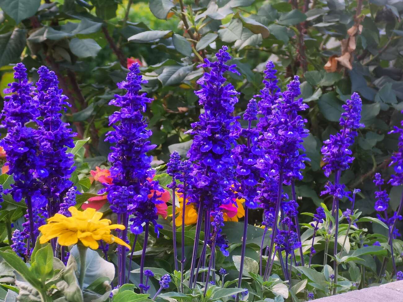 Recenzja Huawei P40 Pro+, czyli jak poprawić najlepszy aparat na rynku