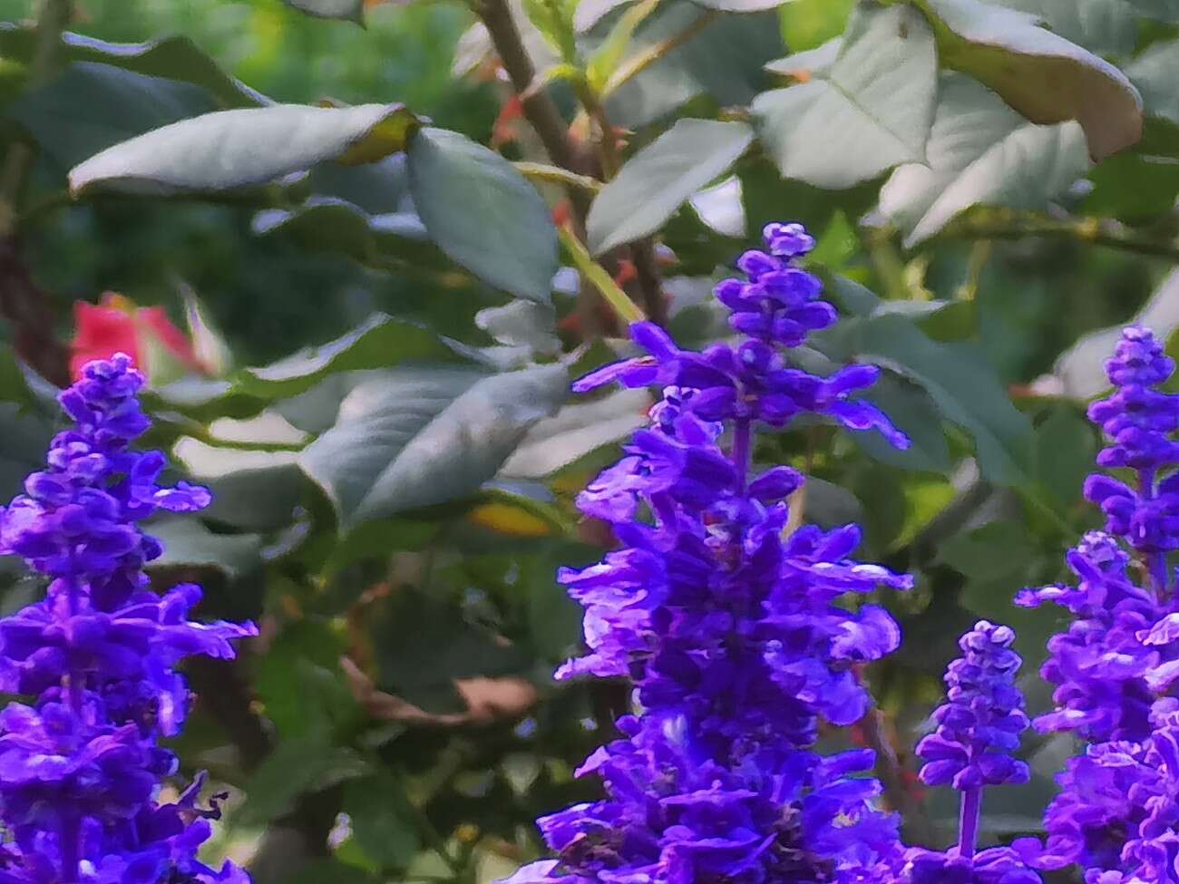 Recenzja Huawei P40 Pro+, czyli jak poprawić najlepszy aparat na rynku