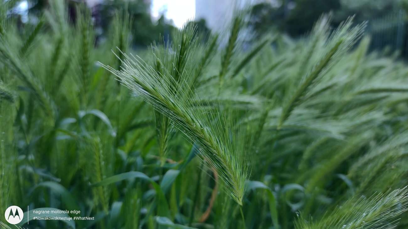 Test Motorola Edge – czy krawędzie robią różnicę?