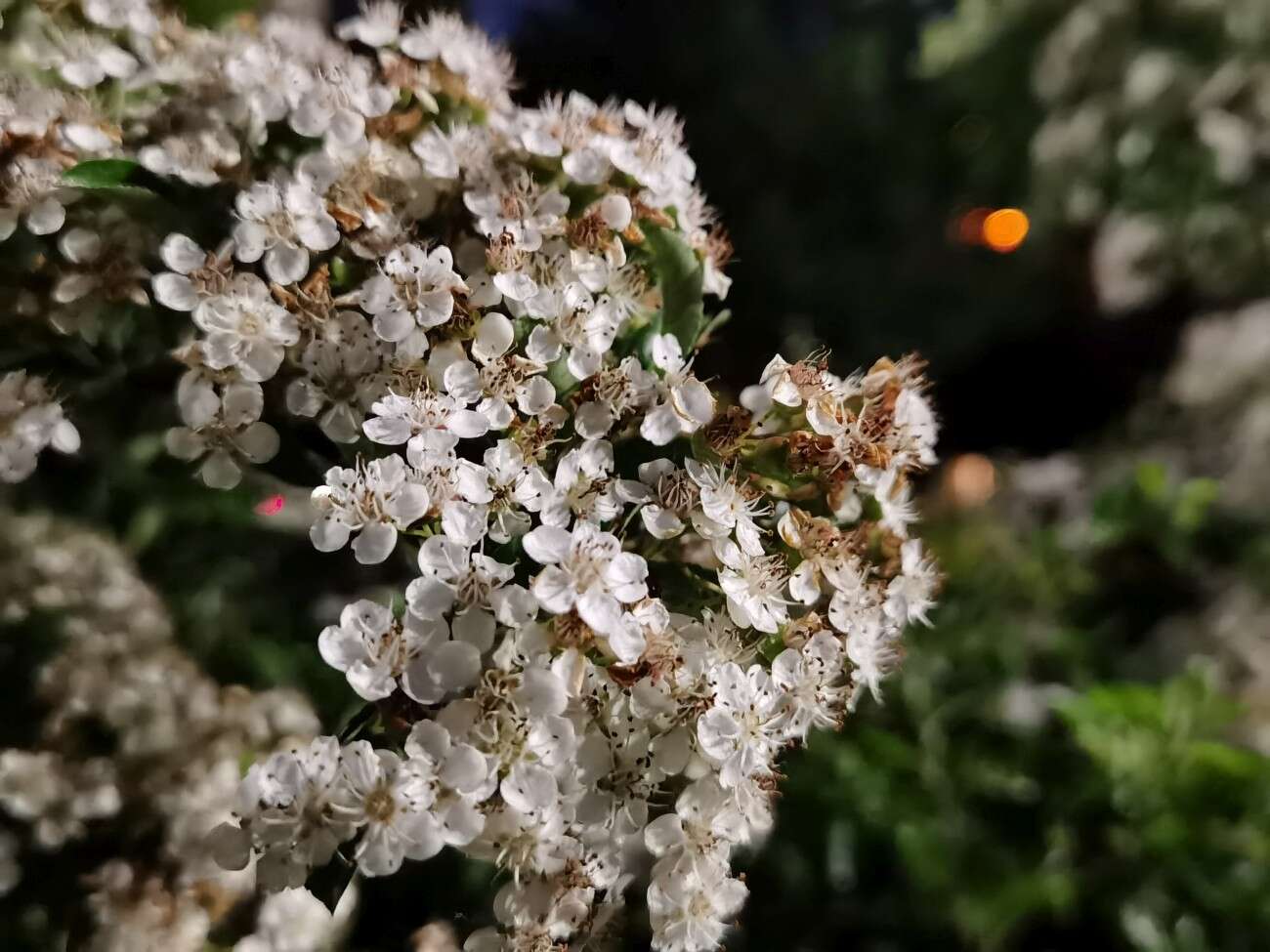 Recenzja Huawei P40 Pro+, czyli jak poprawić najlepszy aparat na rynku