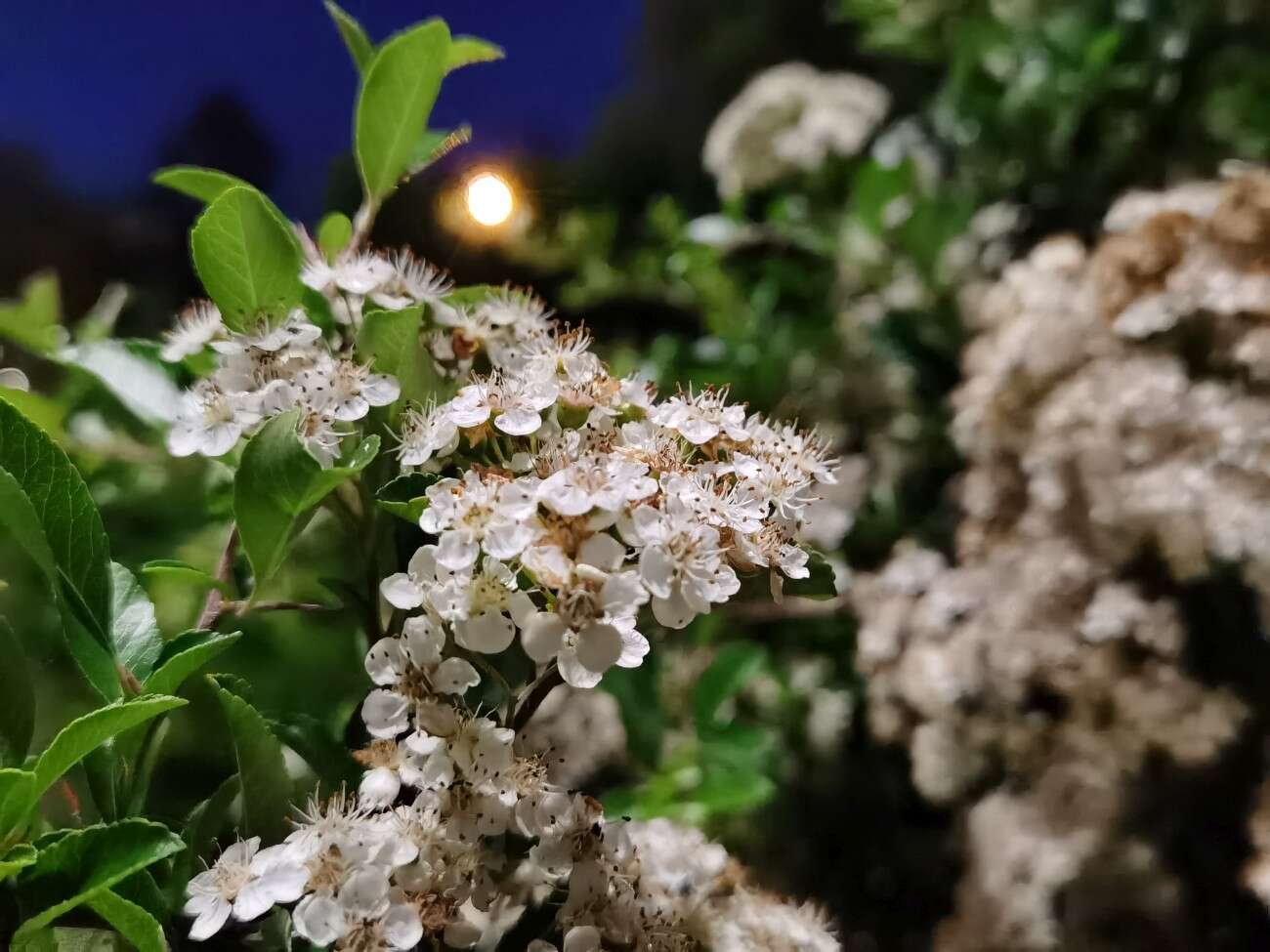 Recenzja Huawei P40 Pro+, czyli jak poprawić najlepszy aparat na rynku