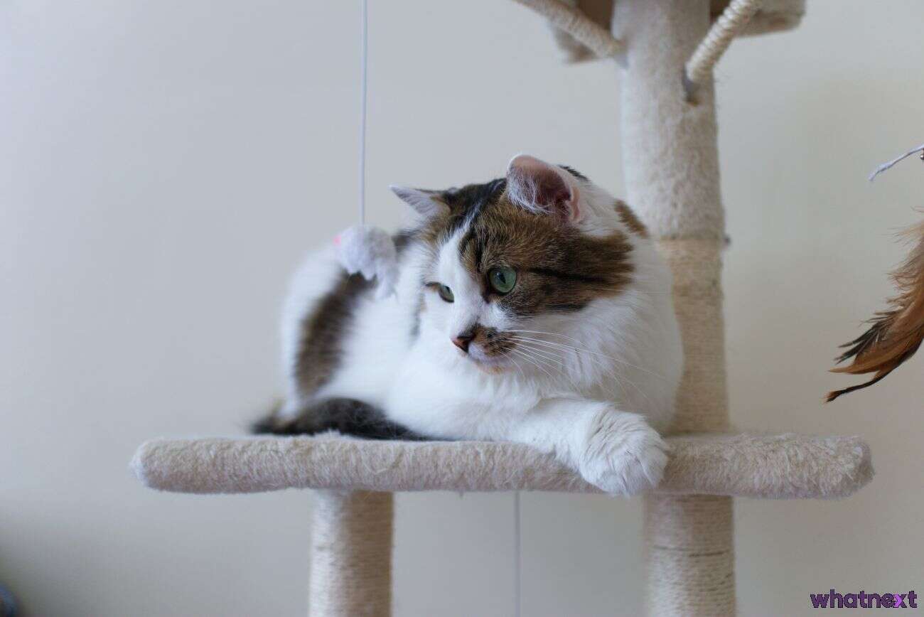 iRobot Roomba i7+, czyli jak przekonałem się do robotów sprzątających