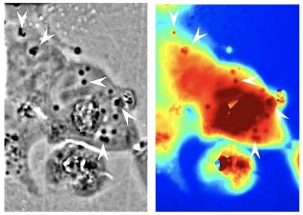 Naukowcy wykorzystali kamuflaż kałamarnic do uczynienia komórek niewidzialnymi