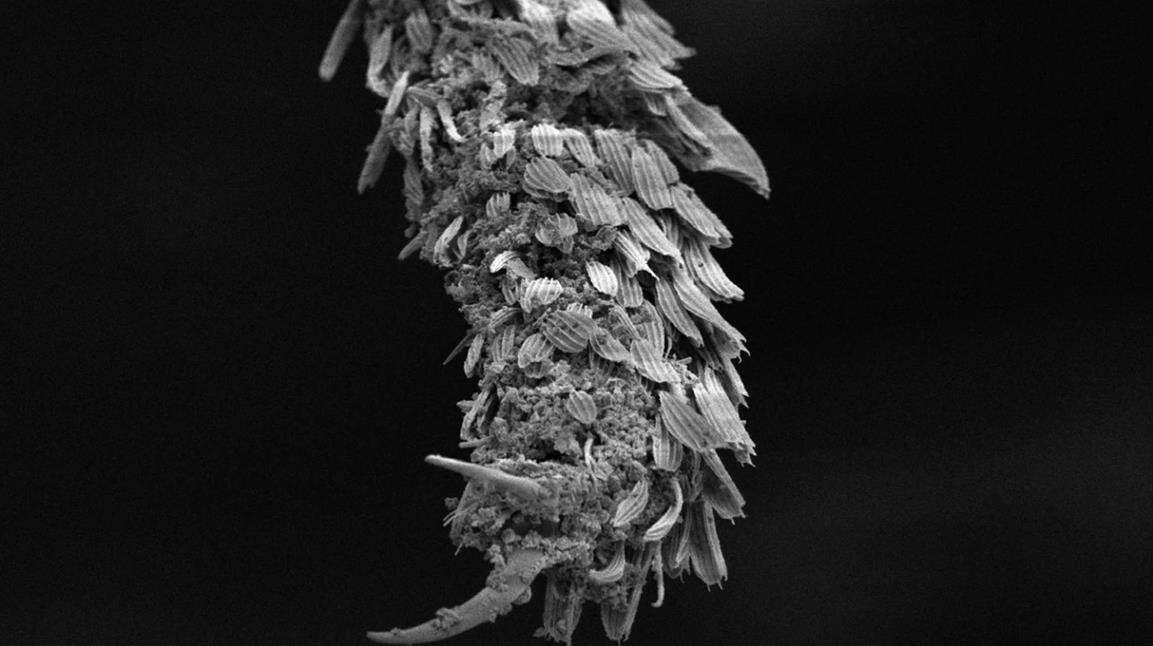 Szkło wulkaniczne bronią przeciw komarom wywołującym malarię