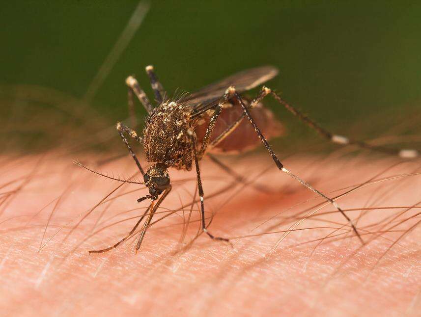 Szkło wulkaniczne komary, perlit przeciwko komarom, Imergard, walka z komarami