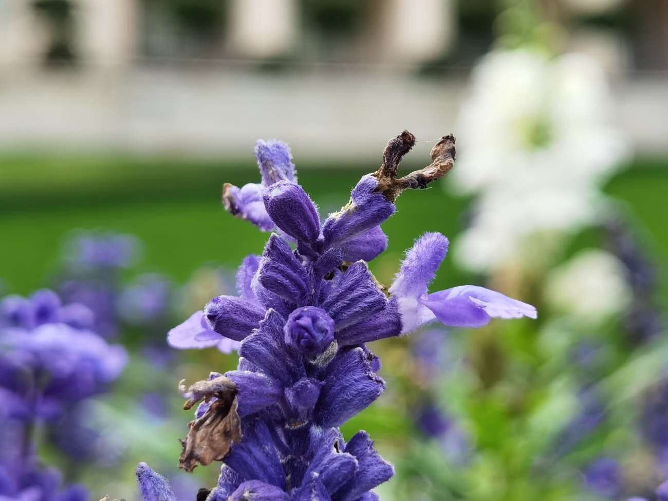 Huawei P40 Pro+ to smartfon z najbardziej kompletnym aparatem