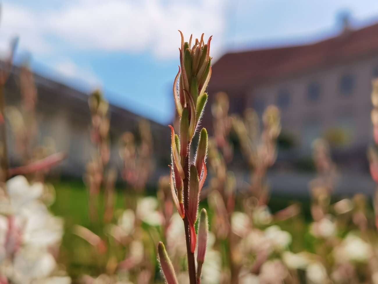 Huawei P40 Pro+ to smartfon z najbardziej kompletnym aparatem