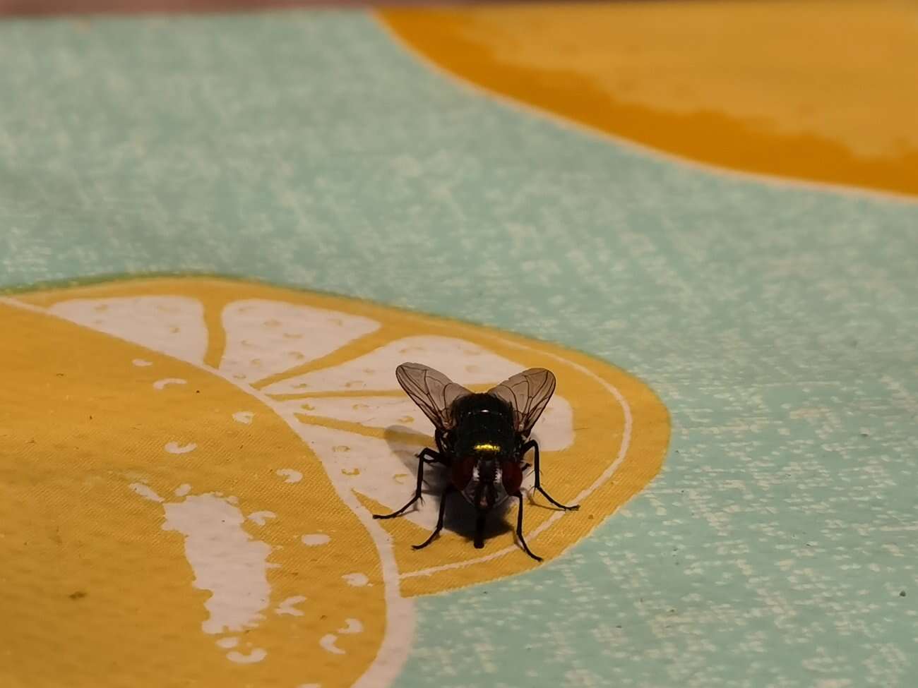 Huawei P40 Pro+ to smartfon z najbardziej kompletnym aparatem