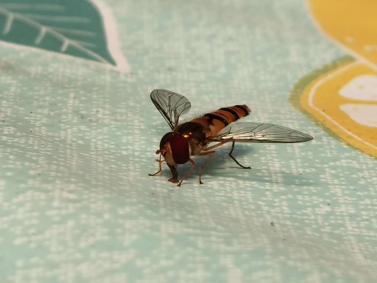 Huawei P40 Pro+ to smartfon z najbardziej kompletnym aparatem