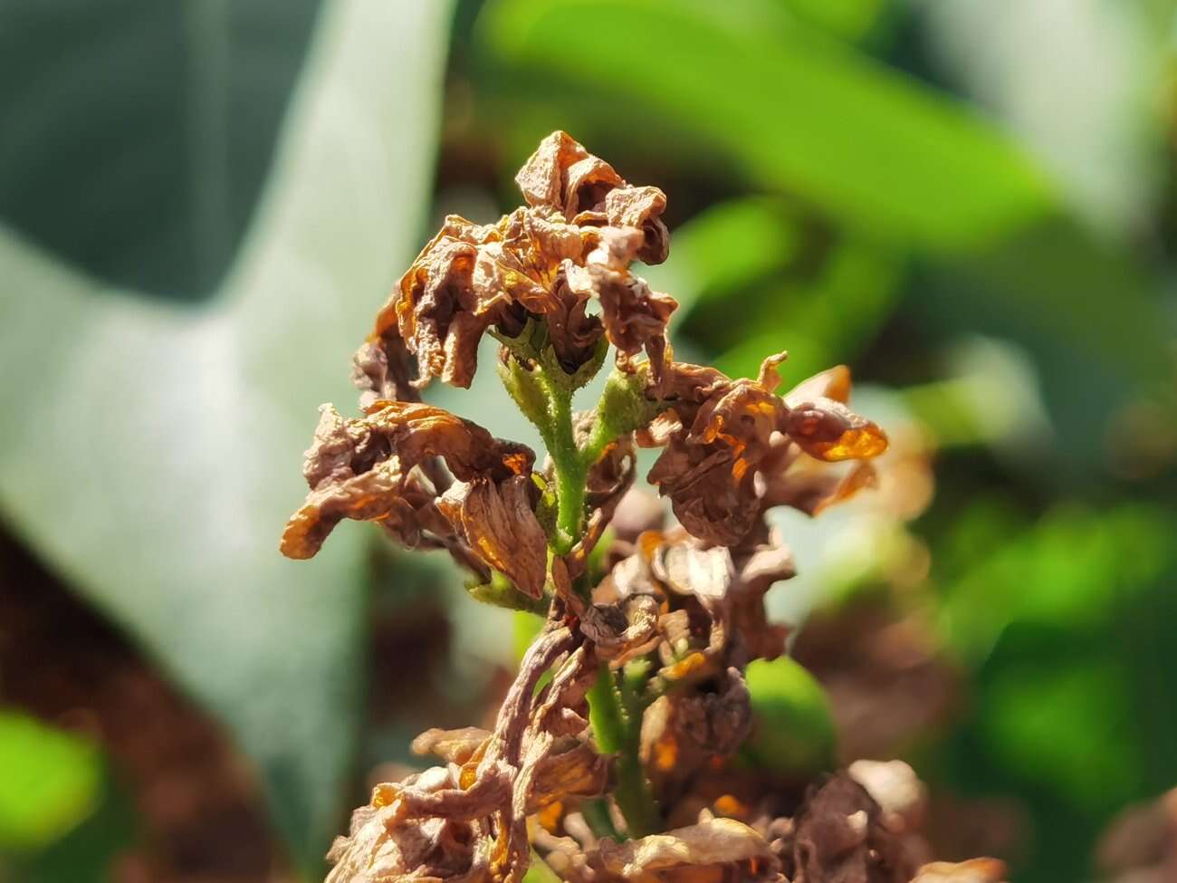 Huawei P40 Pro+ to smartfon z najbardziej kompletnym aparatem