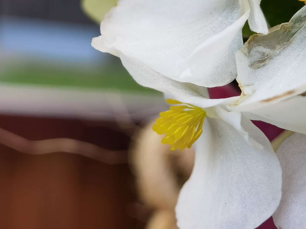 Huawei P40 Pro+ to smartfon z najbardziej kompletnym aparatem