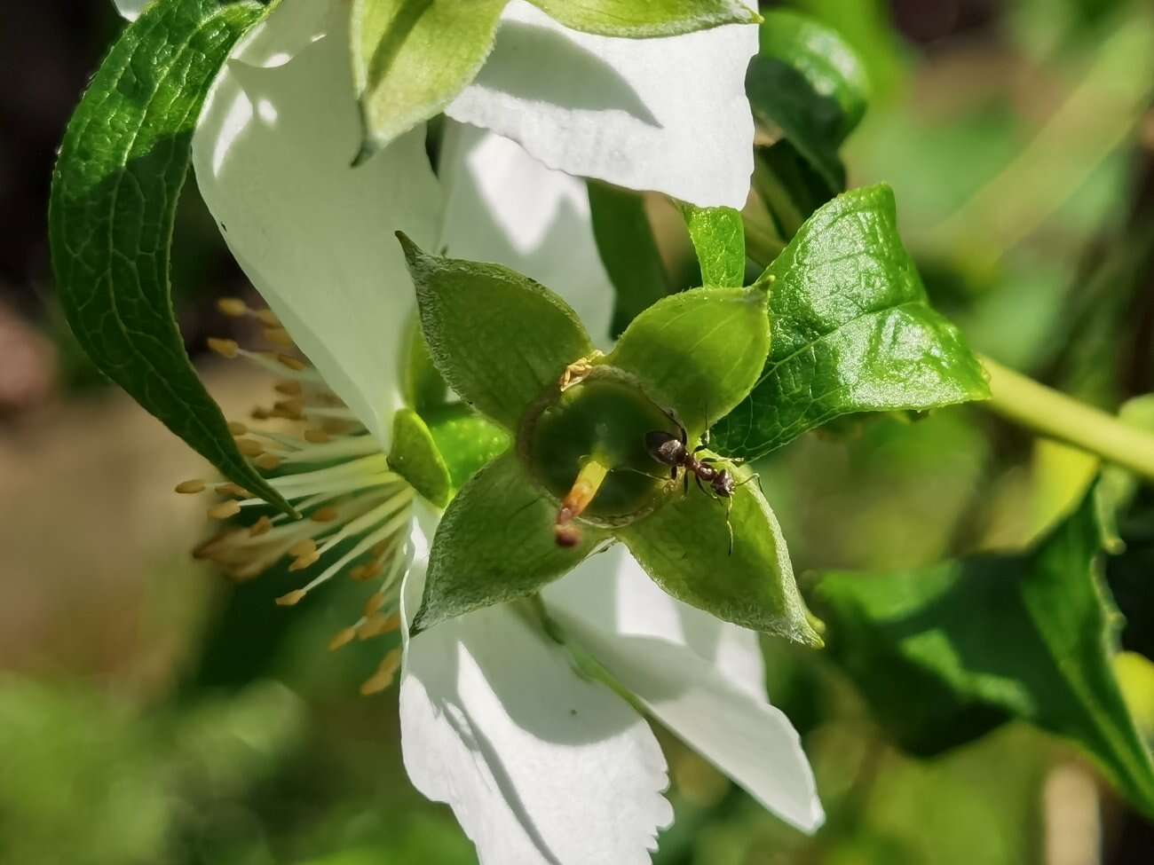 Huawei P40 Pro+ to smartfon z najbardziej kompletnym aparatem