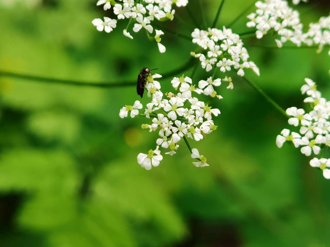 Huawei P40 Pro+ to smartfon z najbardziej kompletnym aparatem