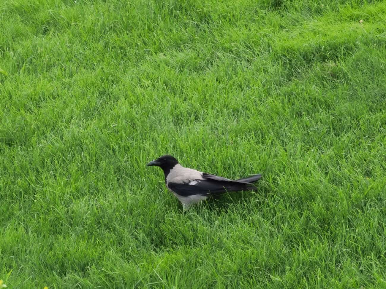 Huawei P40 Pro+ to smartfon z najbardziej kompletnym aparatem