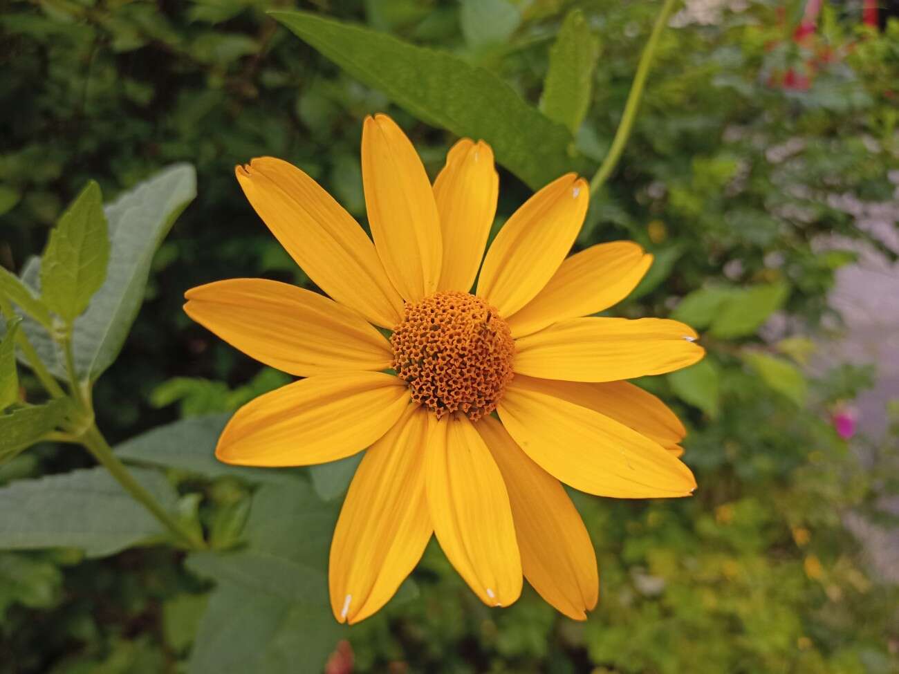 Test realme 6S - funkcje z wyższej półki za mniej niż 1000 zł