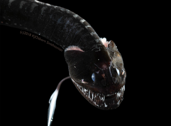 Nie uwierzycie, jak wiele światła pochłaniają te ryby