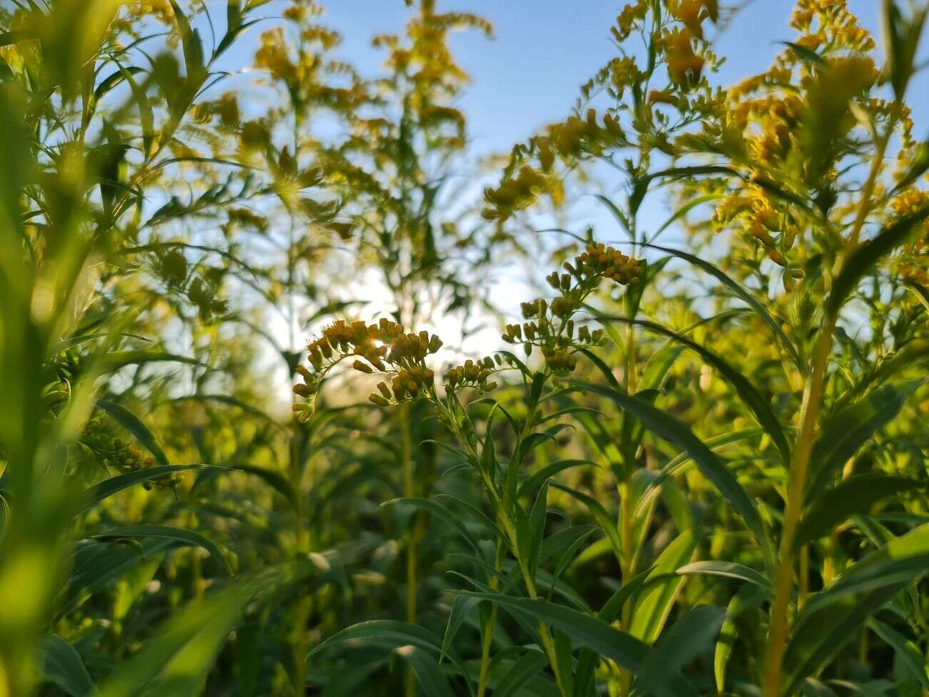 Test Samsunga Galaxy Note20 Ultra. Smartfon ostateczny dla głębokich kieszeni