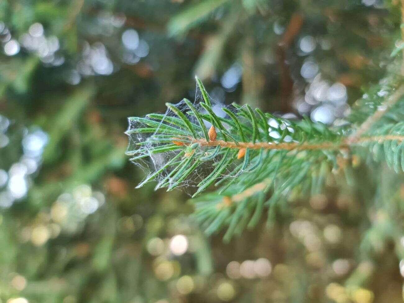 Test Samsunga Galaxy Note20 Ultra. Smartfon ostateczny dla głębokich kieszeni