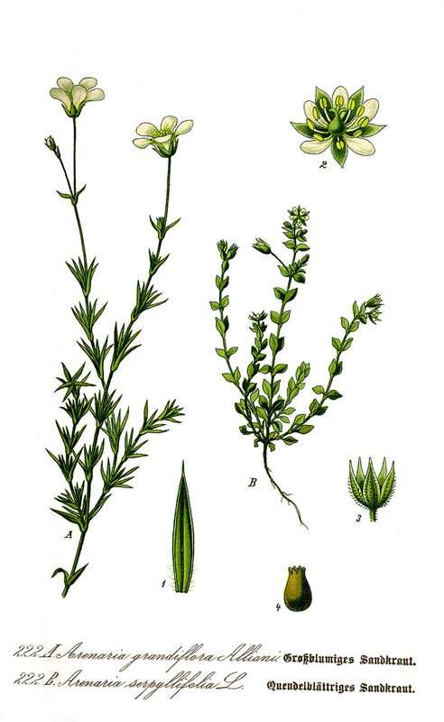 Wiedźmińskie zioła nas otaczają! O roślinach z Wieśka w prawdziwym świecie