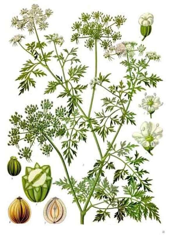 Wiedźmińskie zioła nas otaczają! O roślinach z Wieśka w prawdziwym świecie