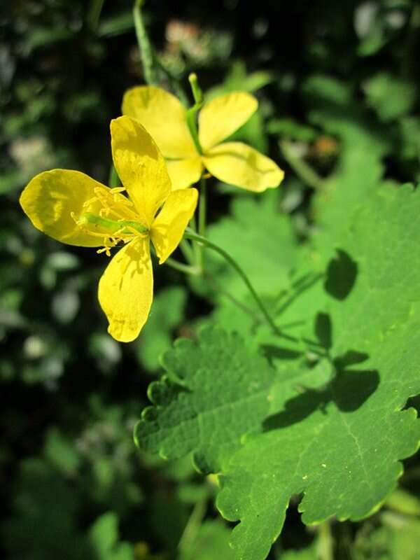 Wiedźmińskie zioła nas otaczają! O roślinach z Wieśka w prawdziwym świecie