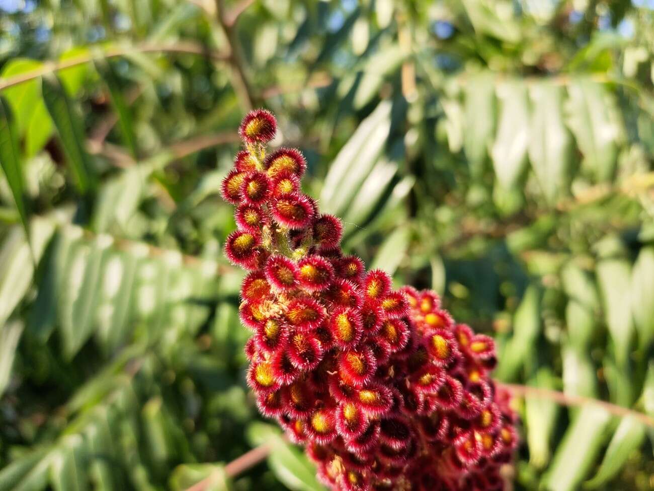 Test Vivo IQOO 3 5G - gamingowy mocarz dla entuzjastów