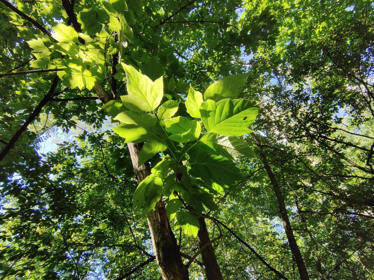 Test Vivo IQOO 3 5G - gamingowy mocarz dla entuzjastów