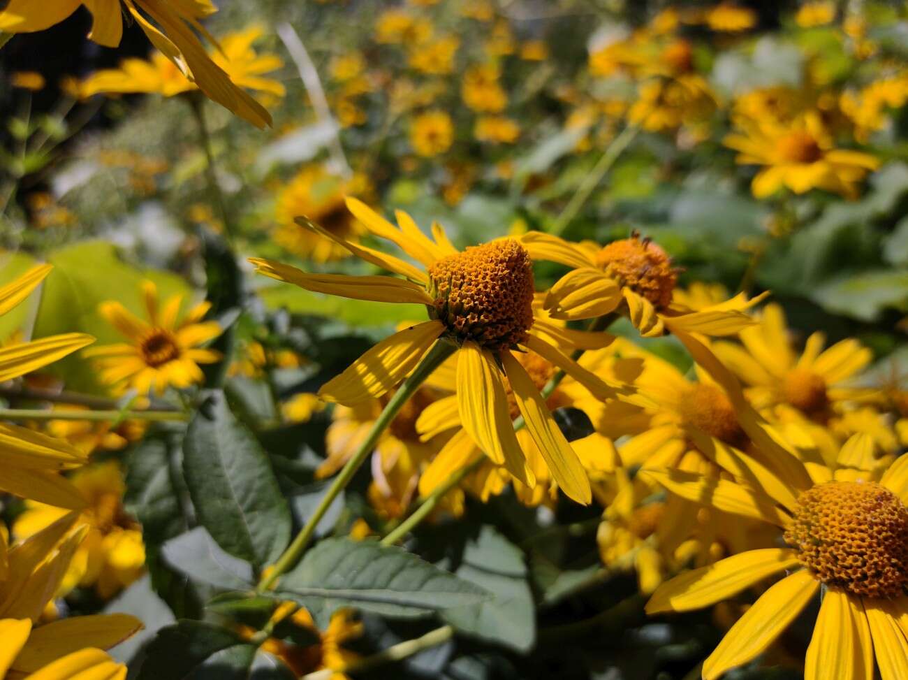 Sieć 5G jest jak przeskoczenie długiej kolejki w sklepie