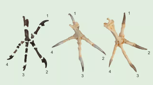 Zobaczcie sowę sprzed 55 mln lat, która posiadała iście zabójczy arsenał
