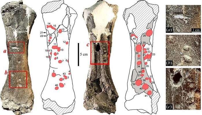 Najsilniejsze szczęki wśród zwierząt? Mogły należeć do osobnika sprzed 13 mln lat