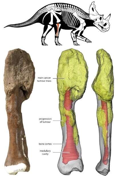 Czy dinozaury chorowały na raka? Te szczątki stanowią odpowiedź
