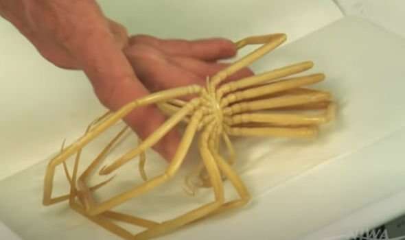 Głęboko pod lodem Antarktydy odnaleziono tajemnicze organizmy