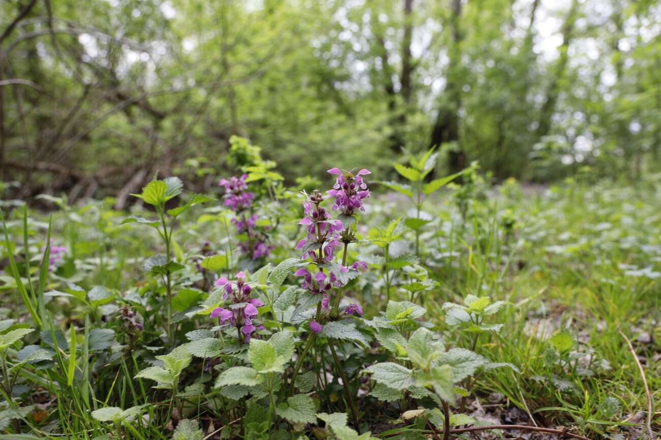Canon EOS R wrażenia po długim teście!