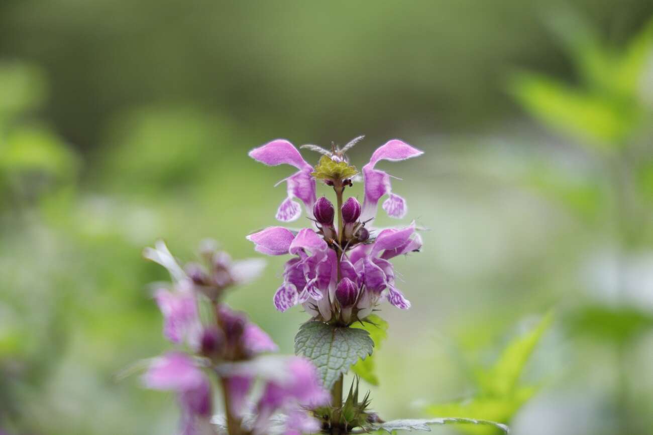 Canon EOS R wrażenia po długim teście!