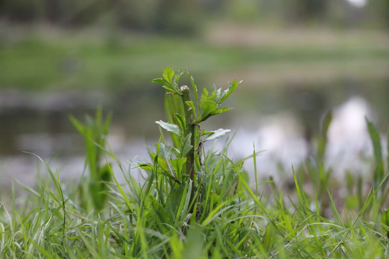 Canon EOS R wrażenia po długim teście!