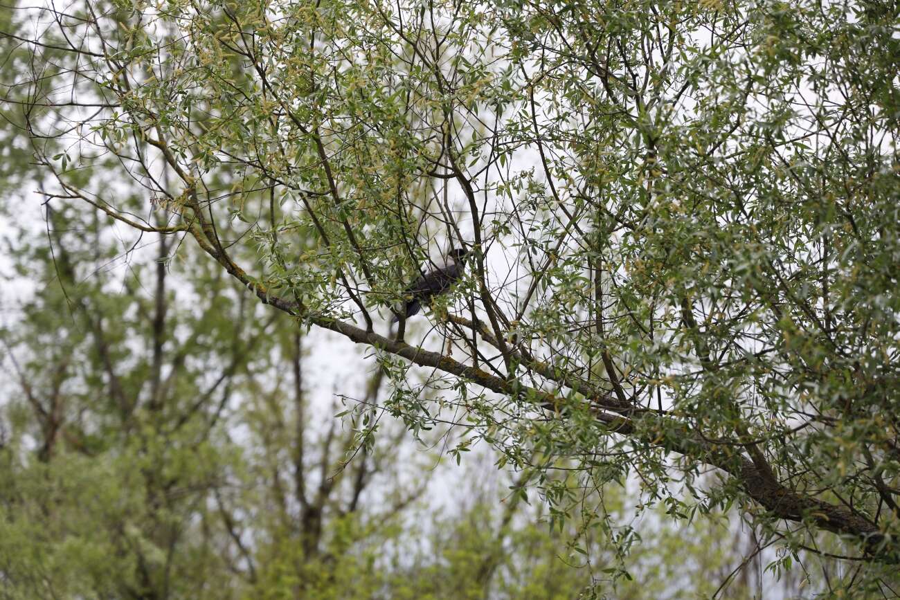 Canon EOS R wrażenia po długim teście!