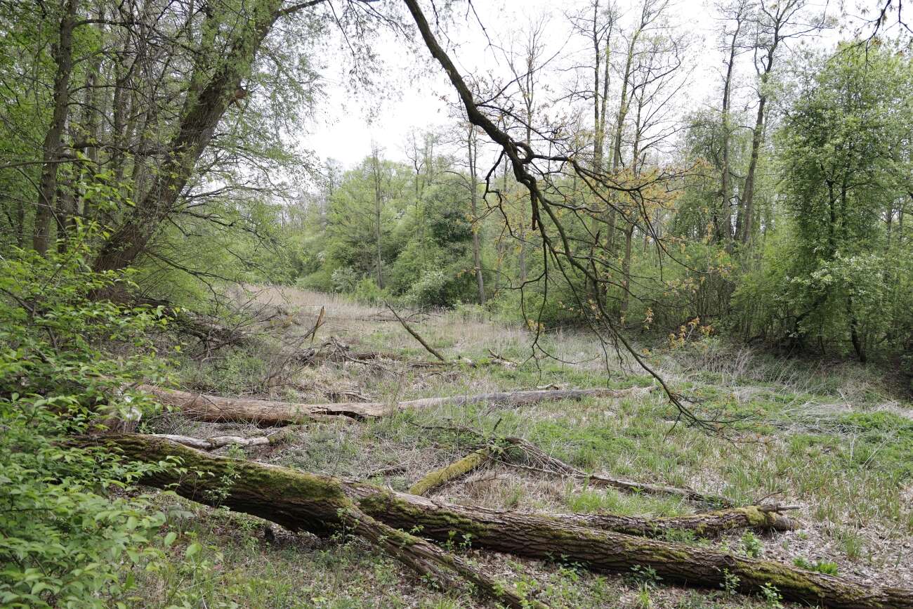 Canon EOS R wrażenia po długim teście!