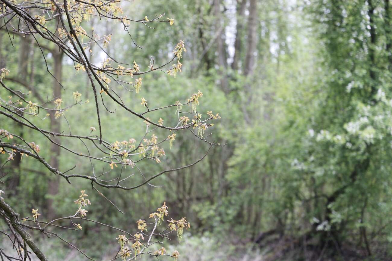 Canon EOS R wrażenia po długim teście!